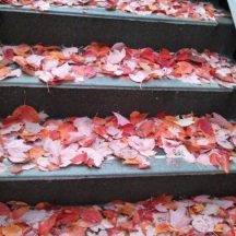 After a week long vacation, back in Fall weather to find that the steps in my office building were all covered with red leaves